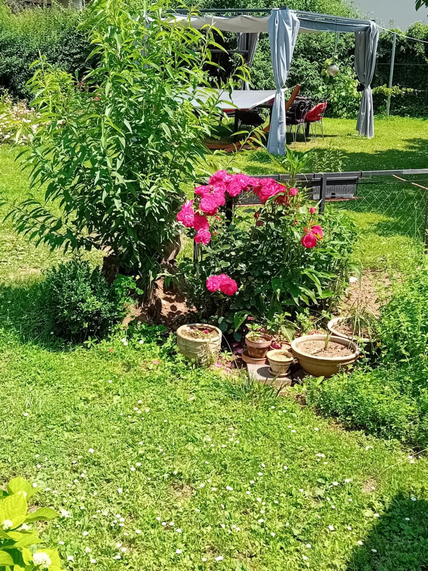 Camping Under The Walnut In Your Own Tent On A Shared Lot And Shared Bathroom Ljubljana Exteriör bild